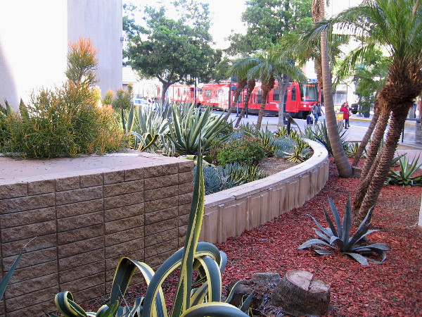 A trolley arrives at the Civic Center station near a small desert garden in downtown San Diego.
