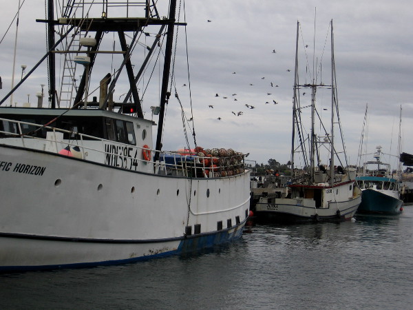 Gulls circle beyond boats tied up to the Tuna Harbor Dockside Market pier.