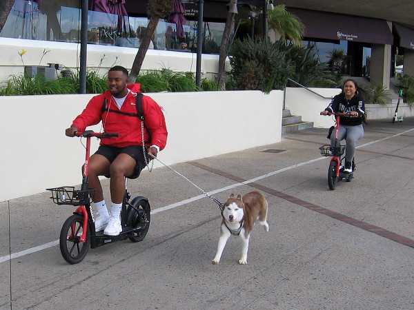 Another perfect day in San Diego for a walk, ride or four-legged run by the bay!