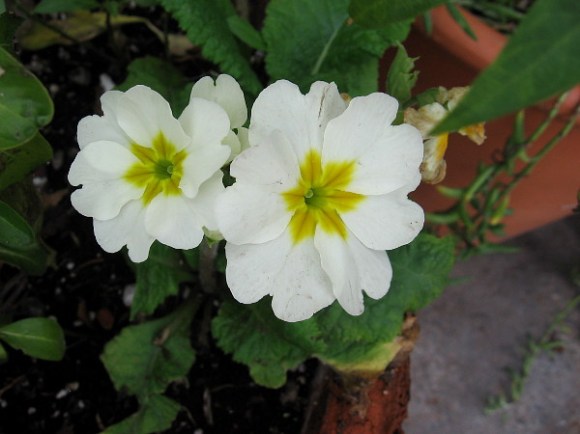 Bright flowers in the garden by The Fish Market restaurant.