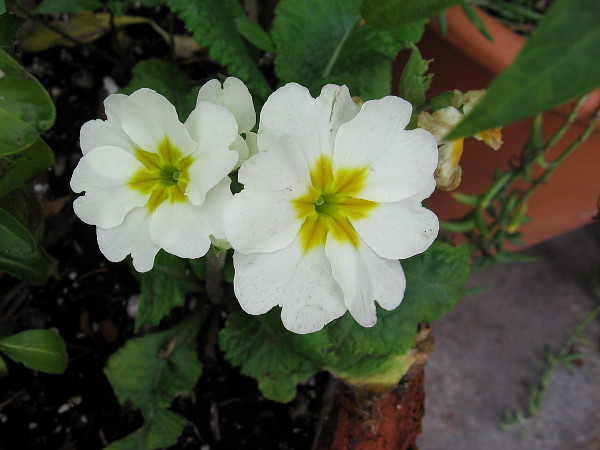 Bright flowers in the garden by The Fish Market restaurant.