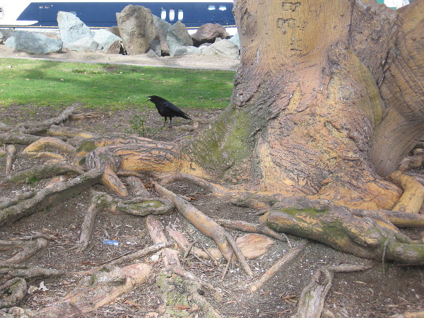 A crow on some roots.
