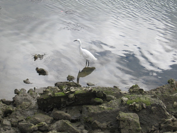 I always seem to see a snowy egret at this same spot in the Marriott Marina.