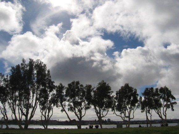 Trees and clouds seen from Embarcadero Marina Park South.