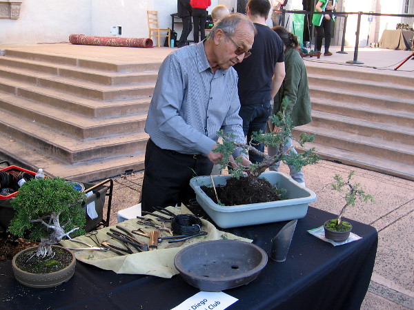 The San Diego Bonsai Club was demonstrating an ancient Asian art form.