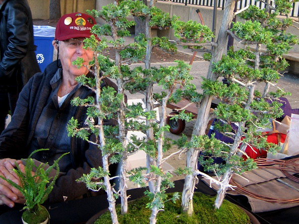 Like a small forest of tall, beautiful trees.