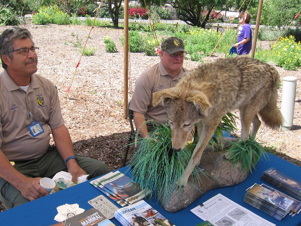 Guys with the California Department of Fish and Wildlife answered questions at their table. I believe that's a coyote.