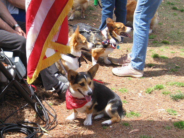 A happy group of Welsh Corgis hangs out by the stage.