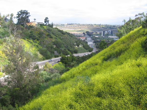 Looking north down into Mission Valley. Photo taken from the Adams Avenue bridge that spans Texas Street, as I walk west from North Park into University Heights.