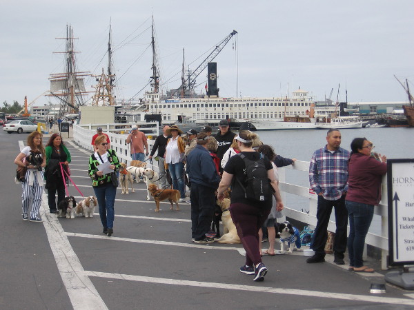 People wait in line for the first of four very unique harbor tours. It's the annual Pet Day on the Bay!