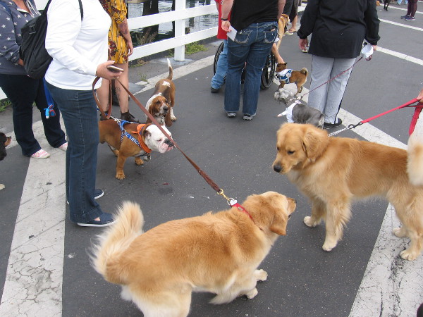 These furry passengers meet each other before boarding for a cruise on San Diego Bay.