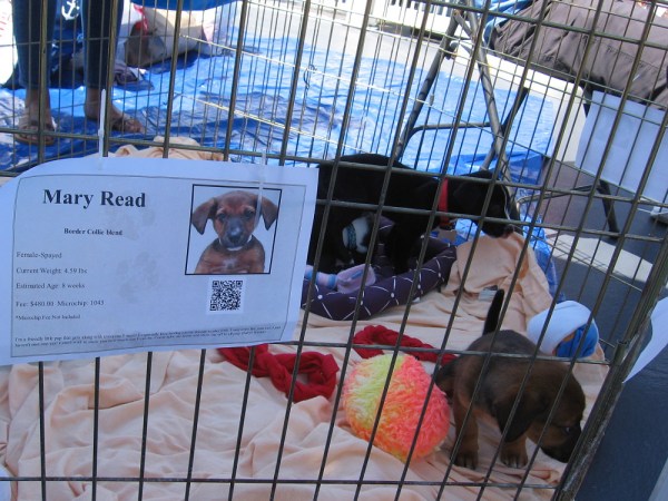 Mary Read hangs out with a tail-wagging friend, waiting for a forever home.