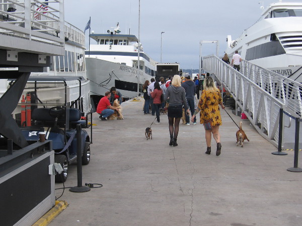 Heading along the Grape Street Pier, about to board the Adventure Hornblower for a one hour harbor tour!