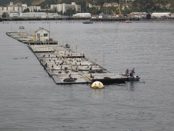 Approaching the live bait dock, where sportfishing boats stop before heading out into the Pacific Ocean.