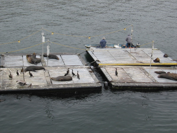 Sea lions lounge on the floating dock along with a motley group of sea birds.