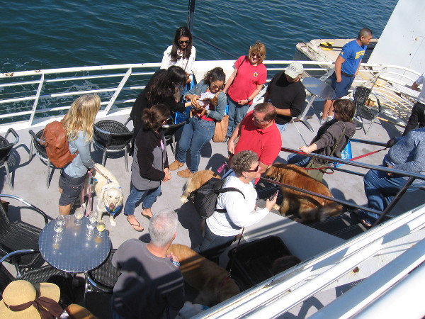 There seem to be happy dogs everywhere!