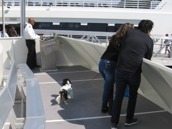 As we approach the dock, a dog supervises the maneuvering of the ship.