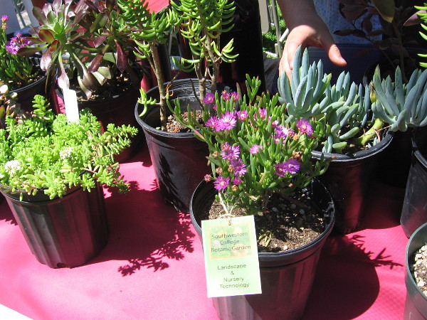 Southwestern College had an assortment of native succulents at its Sustainable Landscape Practice table. They can provide water saving ground cover for one's yard.