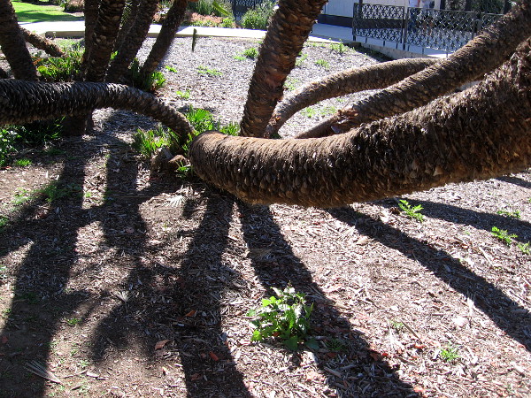 Twisty trunks and shadows near the Timken Museum of Art.