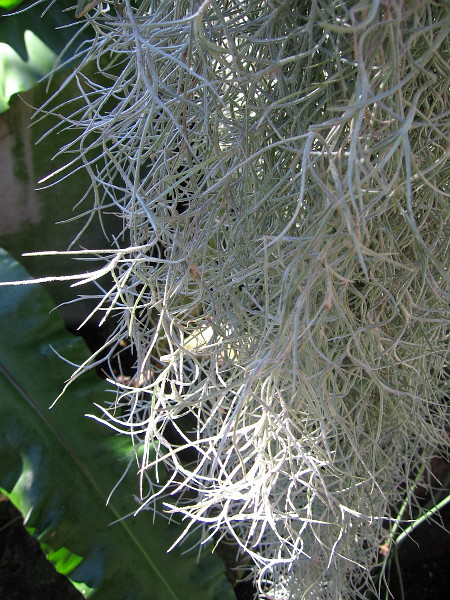 More beauty inside the wonderful Botanical Building.