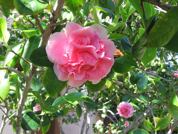 Perfect beauty somewhere along El Prado.