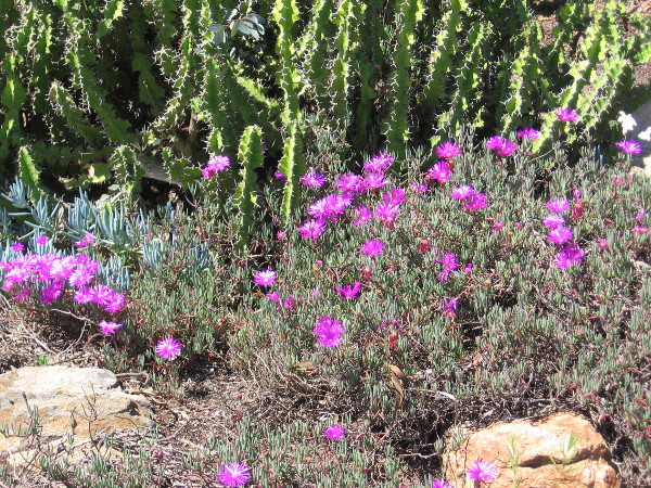 I now move north, into the Desert Garden.