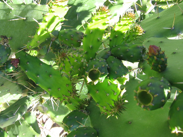 Strange cactus beauty.