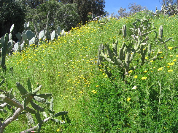 A hillside bright with cacti and native sunflowers.