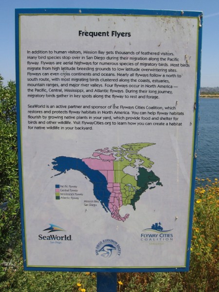 Mission Bay sustains thousands of birds, as many species stop over in San Diego during their migration along the Pacific flyway.