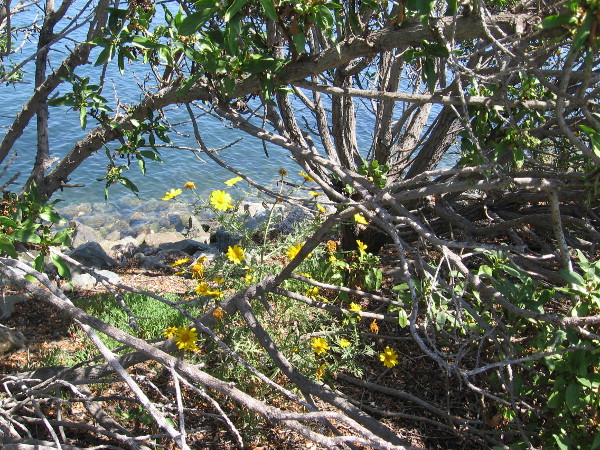 Some shelter by the water for birds and other small animals.