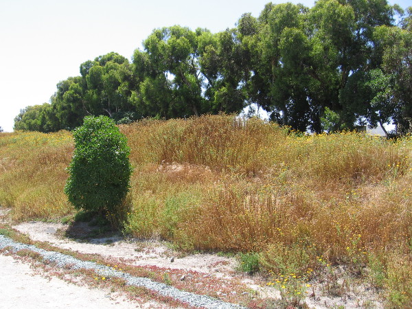 More natural habitat that contains much hidden life.