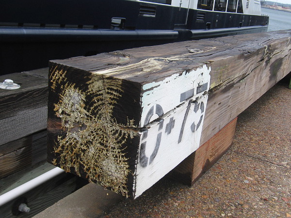 An interesting pattern in wet wood on the Broadway Pier.