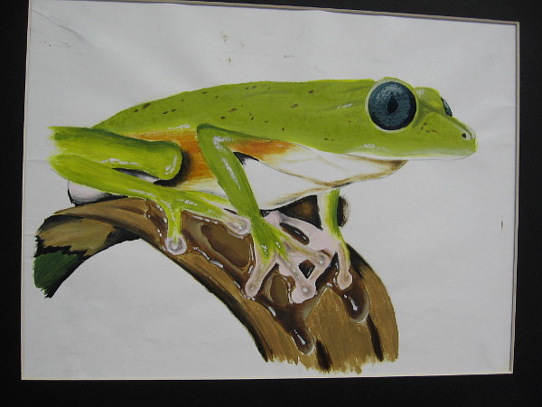 Isaac Benitez, Tree Frog, 2019. Tempera on paper. Grade 10, Lincoln High School.