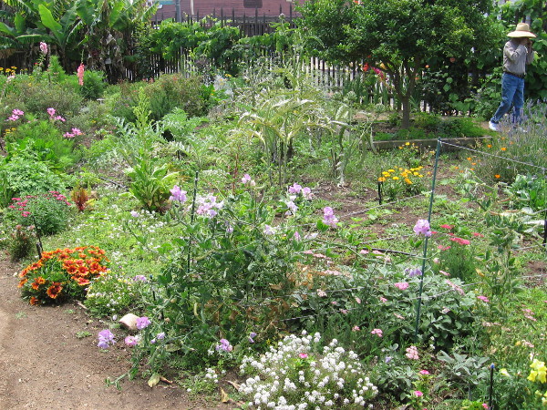 The garden outside La Casa de Machado y Stewart not only provided vegetables for eating, but native herbs used for medicine.