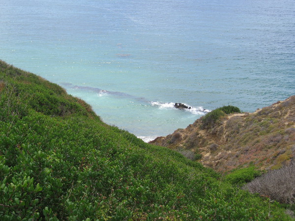 Looking down from the trail at native flora atop the cliffs above the beach. Dike Rock can be seen jutting through the breaking surf.