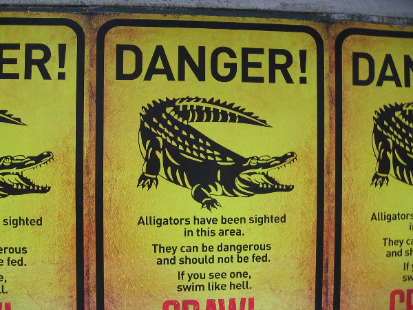 Alligators have been sighted in downtown San Diego!