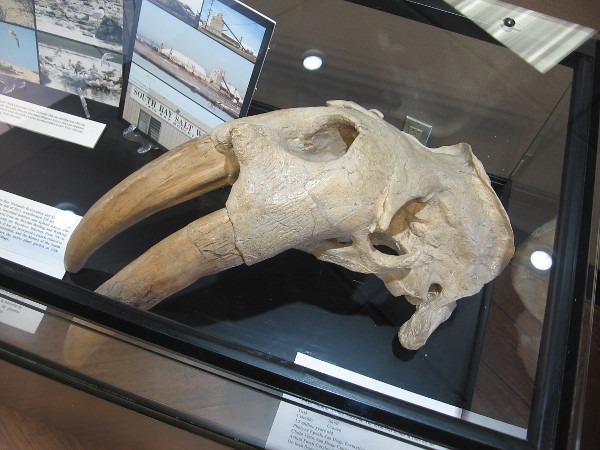 Historical artifacts fill display cases. This plastic replica was cast from a Chula Vista walrus - Valenictus chulavistensis. The fossil was found in 1989 at Otay Ranch Village.