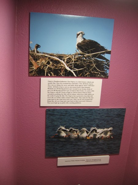 Photos of an osprey and feeding white pelicans in the museum's current exhibition, Natural History and the Indigenous People of the South Bay.