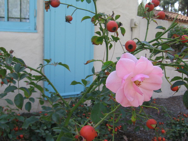 A late bloom at the International Cottages.