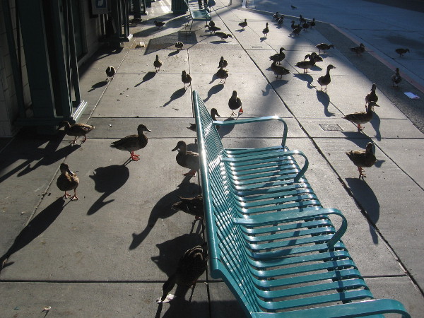 A flock of ducks waits for a bus at the Fashion Valley Transit Center.