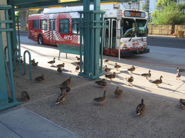 Ducks prepare to board a waiting bus.