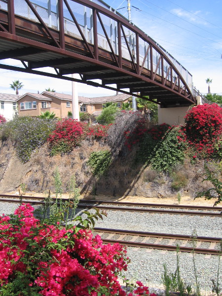 Red bougainvillea and the Cliff Street bridge over train tracks.