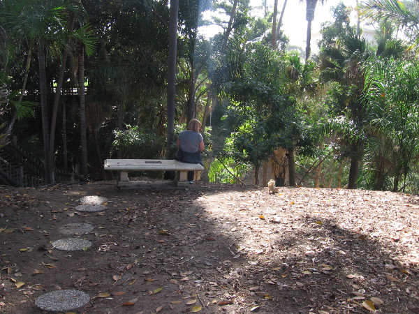 Many leaves have fallen and turned brown at the edge of Palm Canyon.