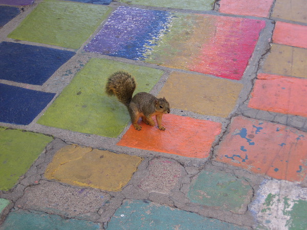A squirrel in a colorful place!