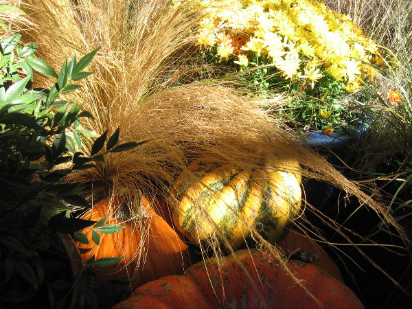 Pumpkins add color to the many plants growing inside the Botanical Building.