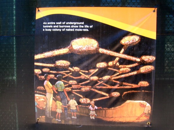 Visitors will be able to view a complex network of underground tunnels and burrows used by naked mole-rats!