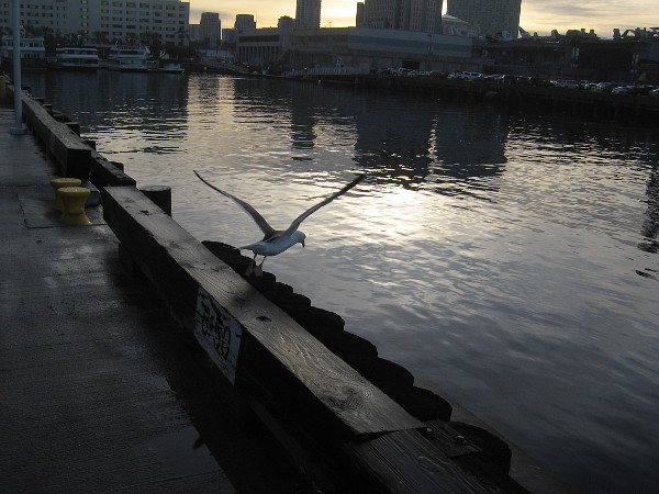 A gull takes flight as I turn on the pier back toward Broadway. Time to catch the trolley for work.