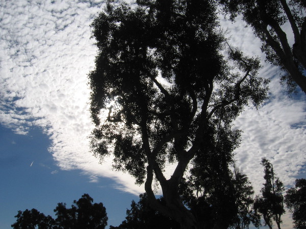 Beautiful luminous clouds above treetops.