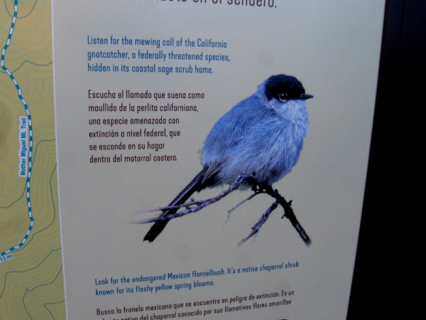 The small California gnatcatcher makes its home on Mother Miguel Mountain.