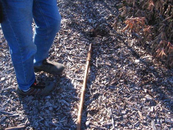 A hiking stick has been laid down to show where a skunk has dug small holes in the soil looking for grubs.